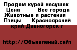 Продам курей несушек › Цена ­ 350 - Все города Животные и растения » Птицы   . Красноярский край,Дивногорск г.